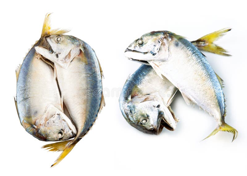 Mackerel Fish To Steam, Mackerel Fish Steamed on White Background Stock