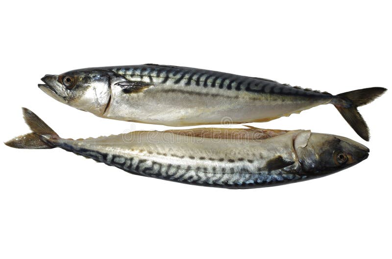 Mackerel fish stock photo. Image of healthy, delicious 31287068