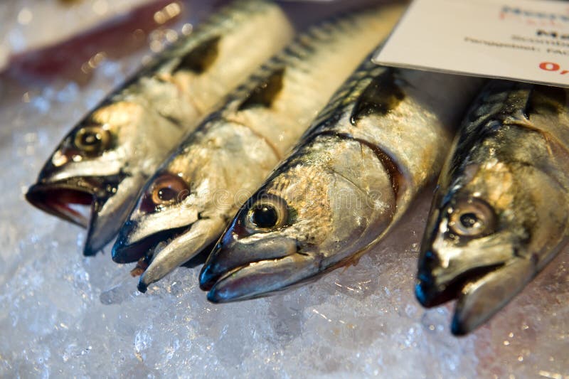 Mackerel on ice stock image. Image of refrigerate, meal 32943509