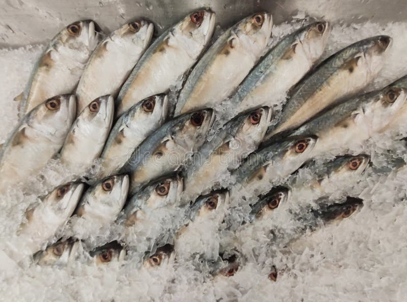 The Fresh Short Mackerel Fish (1) Stock Photo Image of mackerel