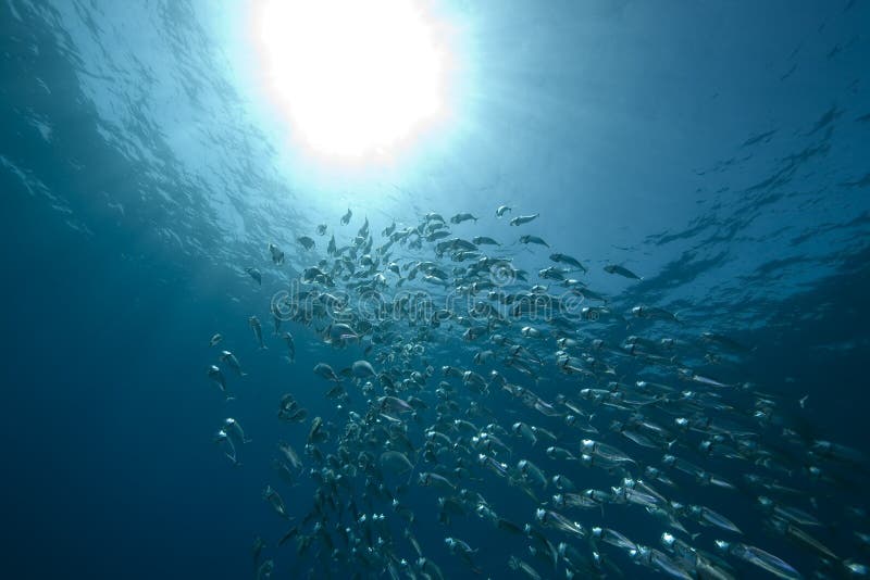 Mackerel school feeding stock image. Image of marine 13838505