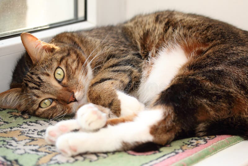 mackerel tabby cat laying down mackerel tabby cat laying down
