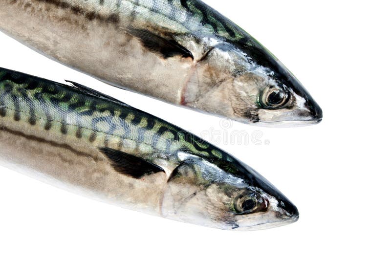 Mackerel on white stock image. Image of seafood, food 28630487