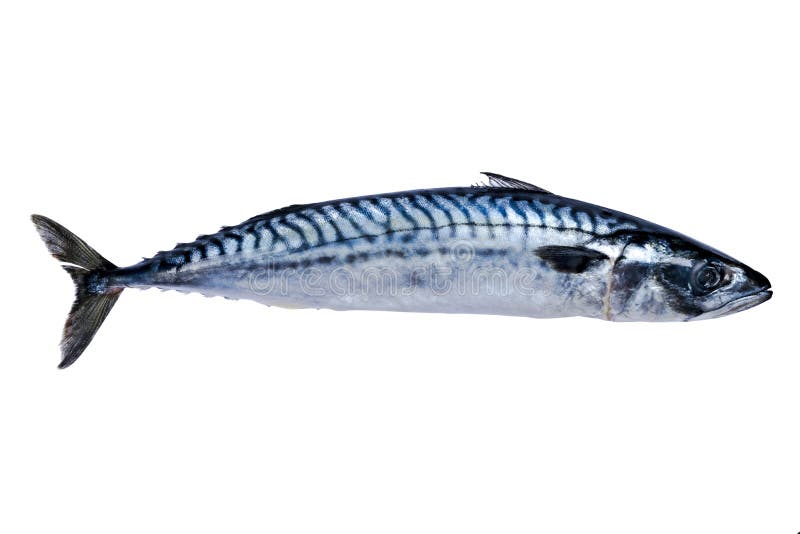 Mackerelfisk som isoleras på vitbakgrund fryst fisk med is atlantisk fisk mackerel Makrillmodell Makrilltextur Tomt s royaltyfria bilder
