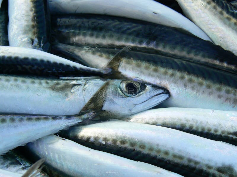 Mackerels stock photo. Image of animal, market, food 16268394