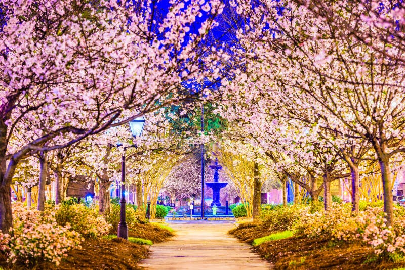 Macon Cherry Blossoms Stock Image Image of cityscape, april