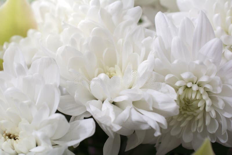 Macraccio di fiore di crisantemo fotografia stock libera da diritti Macraccio di fiore di crisantemo fotografia stock libera da diritti