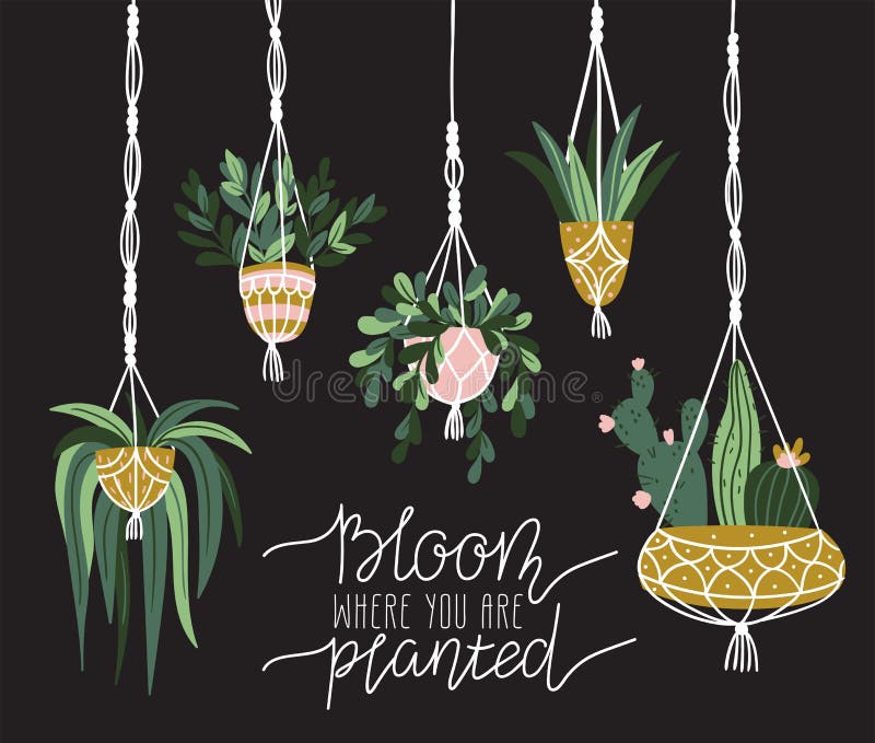 Macrame plant hangers in scandinavian interior. Vector stylish elements design. Card with lettering - `Bloom where is you are planted`. Macrame plant hangers in scandinavian interior. Vector stylish elements design. Card with lettering - `Bloom where is you are planted`