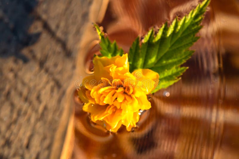Macratto di kerria japonica pleniflora fiore isolato sull'acqua. gialla rosa giapponese chiusa fotografia stock