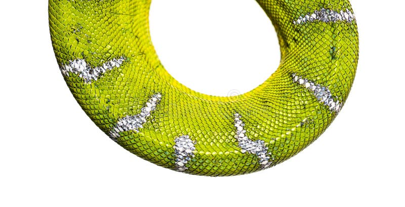 Macratto di una pelle di canino boa corallus boa corallus verde vivente con intrecciature in scala isolate su bianco immagini stock