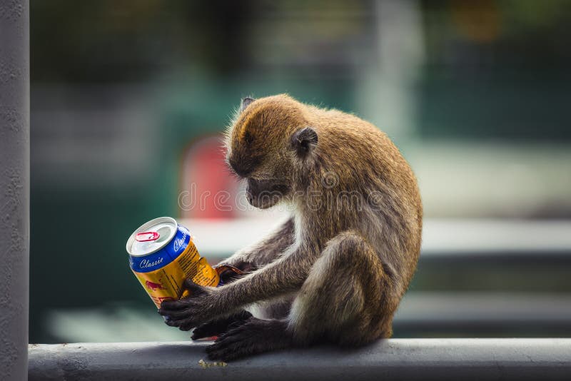 40 Monkey Soda Stock Photos, High-Res Pictures, and Images - Getty Images