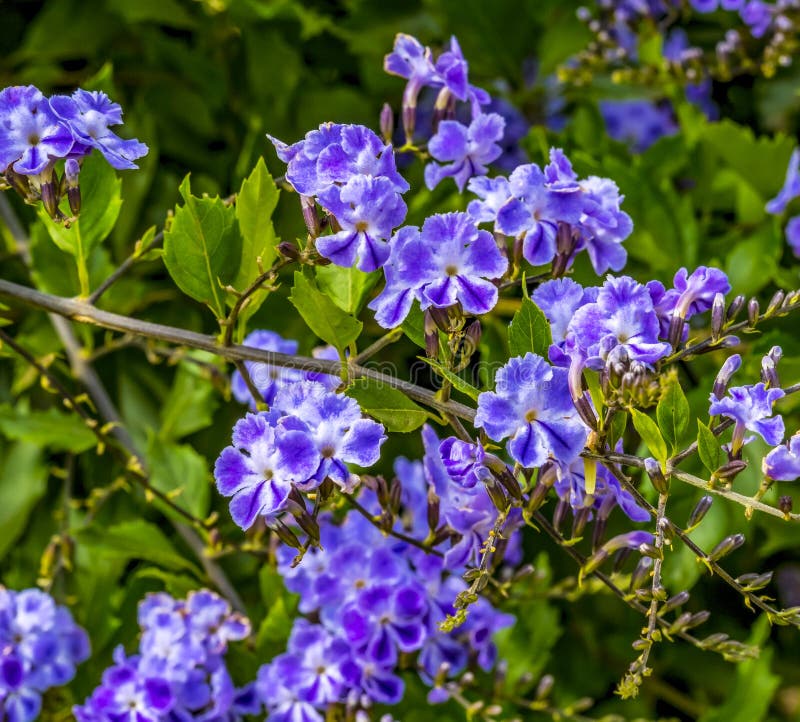 Fleur De Verveine Bleue Dans Le Jardin