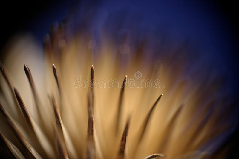 Abstracto planta semilla cabeza angosto profundidad de a selectivo concentrarse azul a negro.
