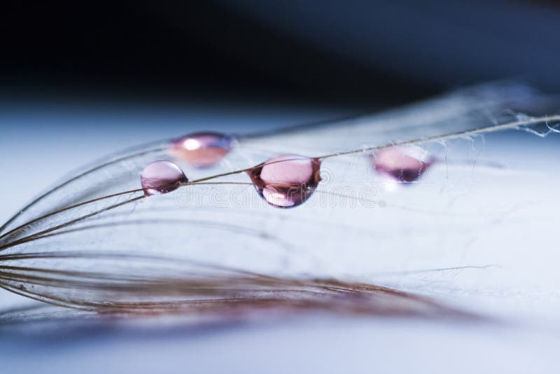Macro, abstracte samenstelling met kleurrijke waterdalingen op paardebloemzaden stock foto Macro, abstracte samenstelling met kleurrijke waterdalingen op paardebloemzaden stock foto
