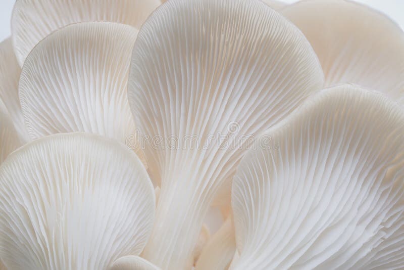 Macro abstrato do fundo da natureza de plantas do cogumelo de Sajor-caju