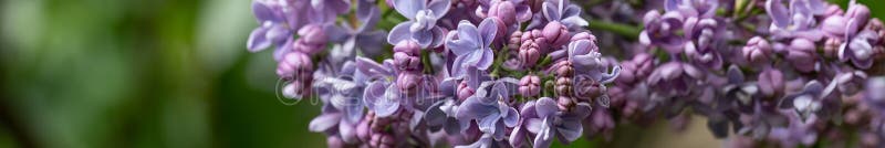 Macro afbeelding van paarse lilac bloemen, abstract zachte bloemachtergrond
