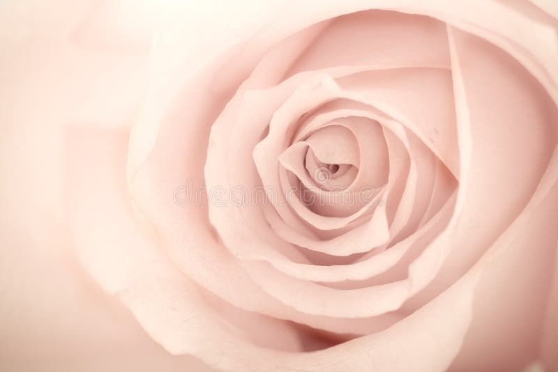 Macro aged rose background