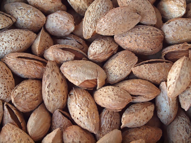 Fresh Almonds with Nutshells Stock Image Image of group, natural