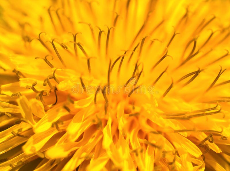 Flor amarela abstrata em macro imagem de stock