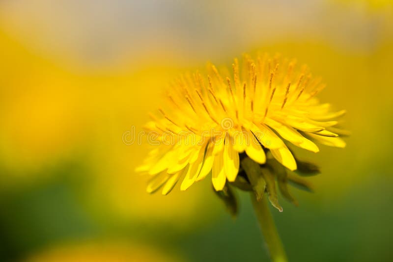 Macro amarilla del officinale del Taraxacum de la flor del diente de león foto de archivo Macro amarilla del officinale del Taraxacum de la flor del diente de león foto de archivo