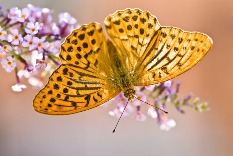 Macro of butterfly, Argynnis paphia