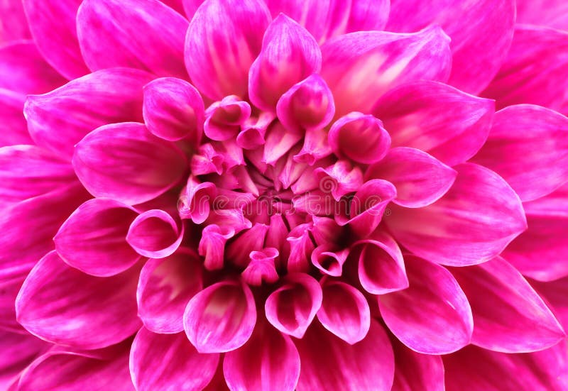 Abstract macro of pink dahlia daisy flower with lovely petals. This brilliant, pretty flower has a stunning pattern of petal arrangement in spiral or circular fashion & belongs to daisy family. Abstract macro of pink dahlia daisy flower with lovely petals. This brilliant, pretty flower has a stunning pattern of petal arrangement in spiral or circular fashion & belongs to daisy family