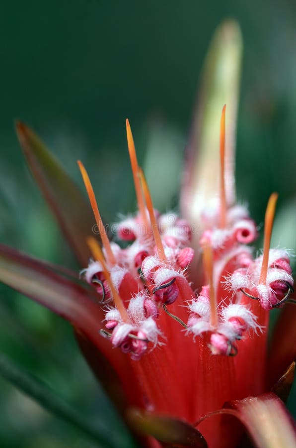 Devil Flower Mantis on Vine Stock Photo - Image of arthropod, nature ...