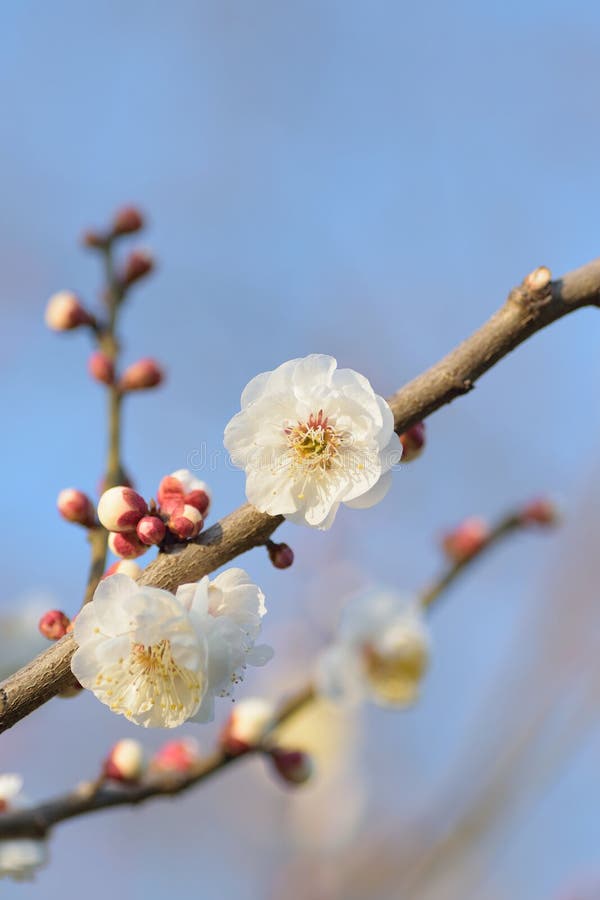 Macro background of Japanese White Plum Blossom branches stock photography Macro background of Japanese White Plum Blossom branches stock photography