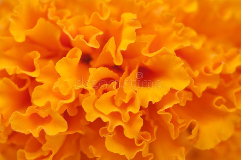 Macro background of orange flower