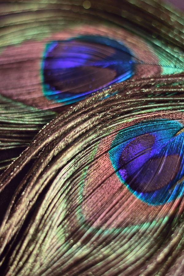 Macro Background Texture of Colorful Peacock Feathers Stock Photo ...