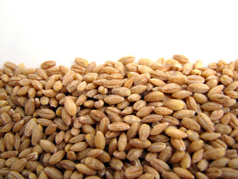 Macro Barley stock images