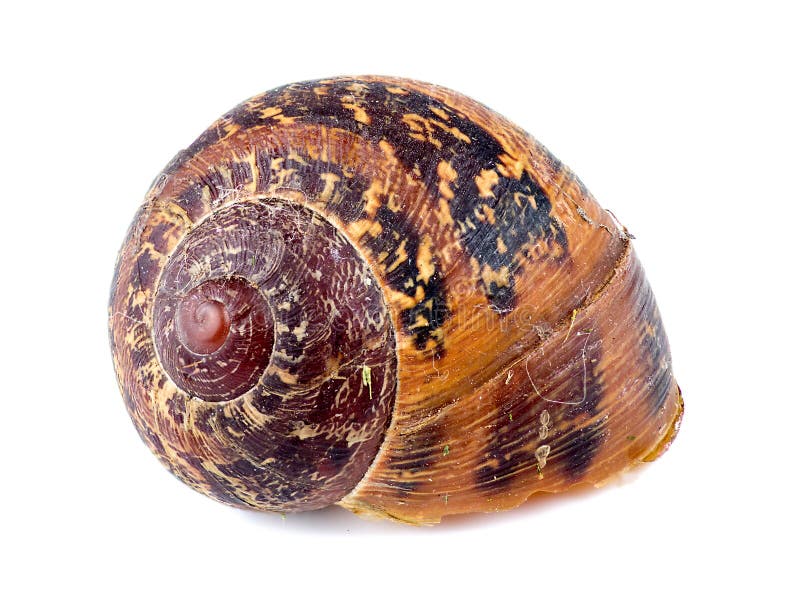 Macro of beautiful abandoned snail shell