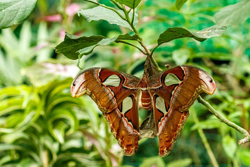 Macro beautiful butterfly Attacus lorquin