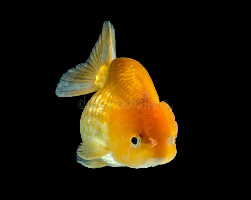 124 Fat Goldfish Photos Free & RoyaltyFree Stock Photos