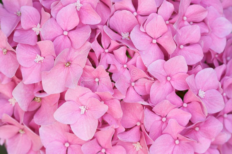 Macro - Beautiful Hydrangea Blossoms