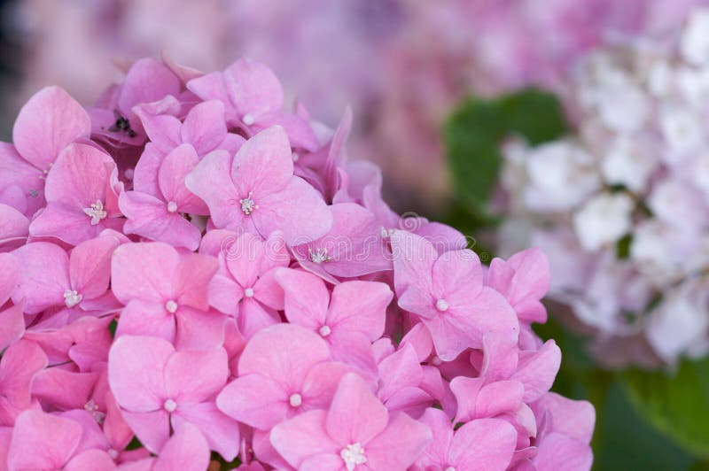 Macro - Beautiful Hydrangea Blossoms