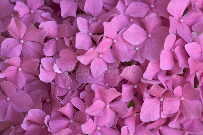 Macro - Beautiful Hydrangea Blossoms