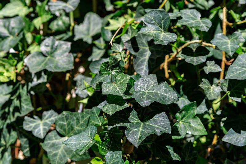 Macro of Beautiful, Lush Green Leaves of Common Ivy. Also Known As ...