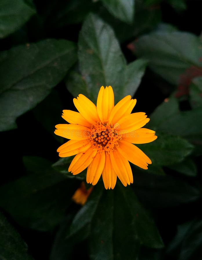 Macro of beautiful Yellow Flower on Dark Green Blur Background stock photography Macro of beautiful Yellow Flower on Dark Green Blur Background stock photography