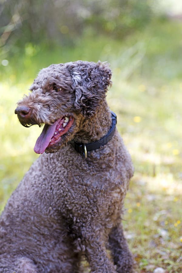 Macro beaux-arts de fond de chien de portrait de romagnole mignon superbe de Lagotto dans les produits de haute qualit? 50,6 Mega images stock Macro beaux-arts de fond de chien de portrait de romagnole mignon superbe de Lagotto dans les produits de haute qualit? 50,6 Mega images stock