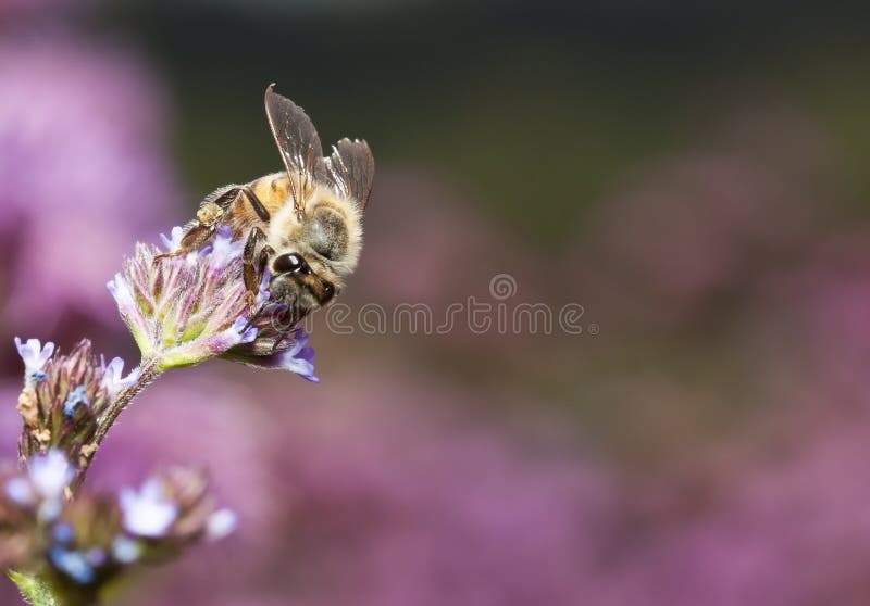 Macro of bee on small flower