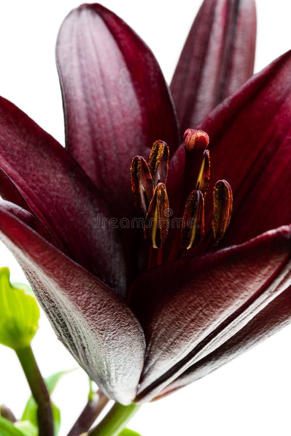 Macro Black Lily Flower Isolated on White Stock Photo Image of macro