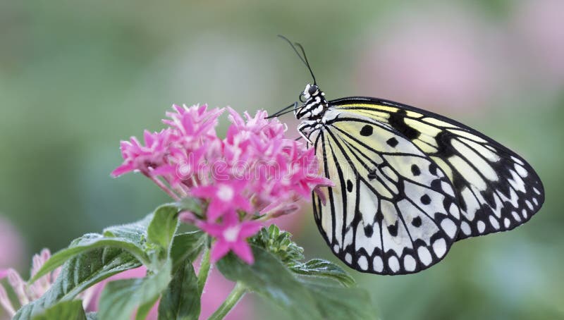 Macro of a black and white butterfly sitting on pink flowers