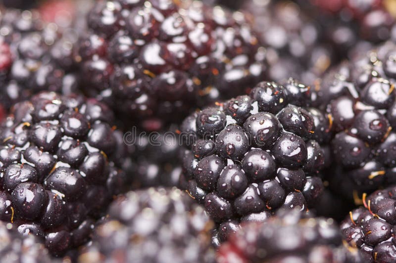 Macro Blackberries with Water Drops