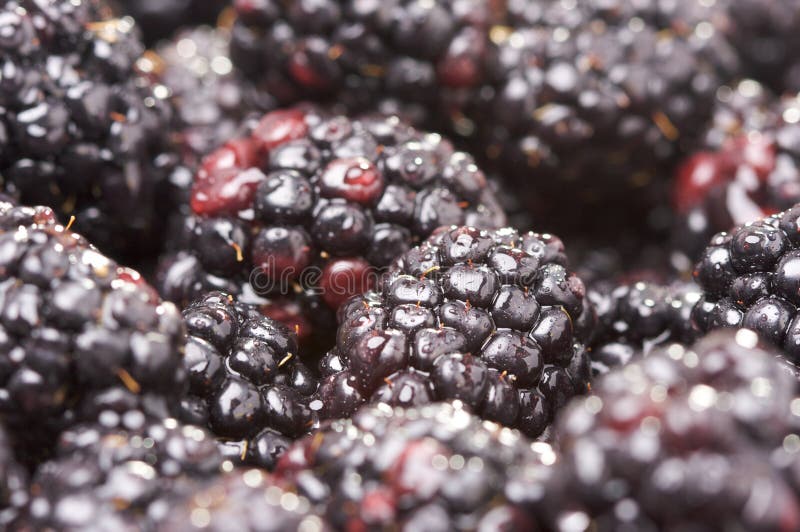 Macro Blackberries with Water Drops