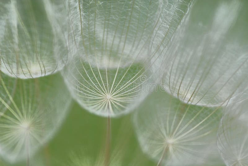 Nature incredible shapes in a common flower. Nature incredible shapes in a common flower