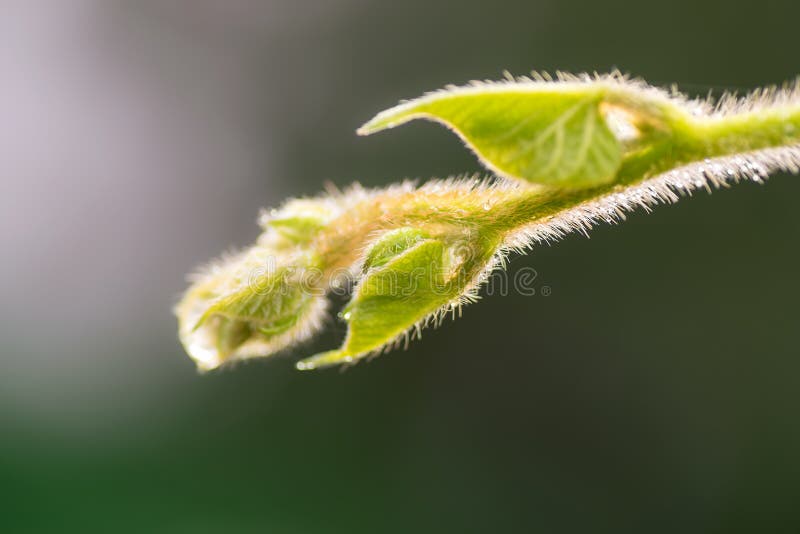 Macro of a Blooming Tree Branch in the Spring Stock Image Image of