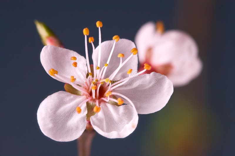 Makro close-up drobné mäkké ružové prunus kvet na začiatku jar.