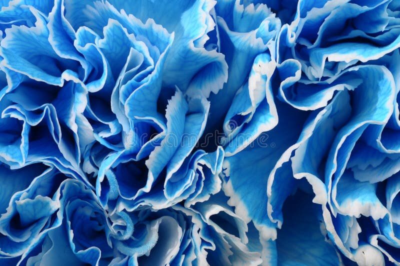 8,449 Blue Carnation Stock Photos Free & RoyaltyFree Stock Photos