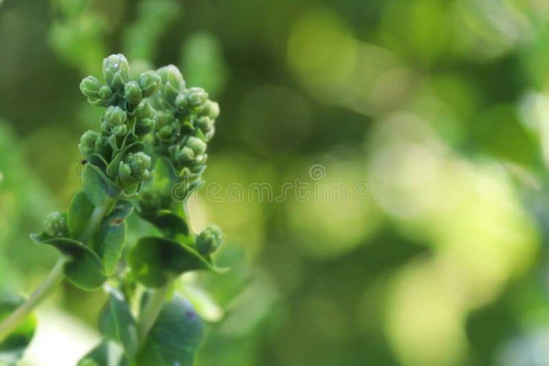Bolted Spinach Stock Photos Free & RoyaltyFree Stock Photos from Dreamstime
